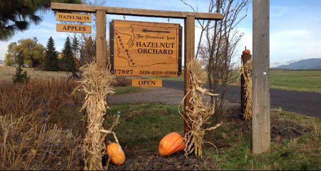 Green Bluff Real Estate Newsletter Fall 2018. Farmer Feature on Paul Eichin. Image of The Promised Land Hazelnut Orchard.