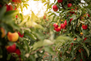 Green Bluff land - Green Bluff apple orchard.